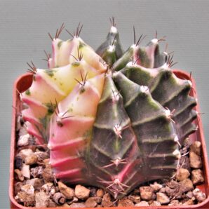 gymnocalycium-mihanovichii-f.-variegata-4