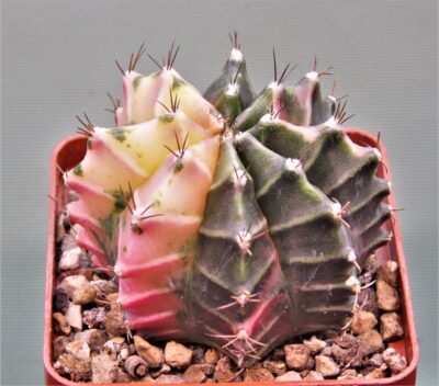 gymnocalycium-mihanovichii-f.-variegata-4