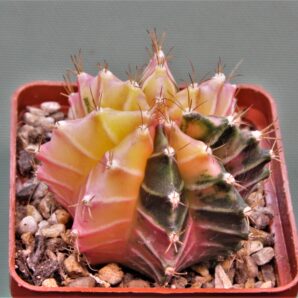 gymnocalycium-mihanovichii-f.-variegata-5