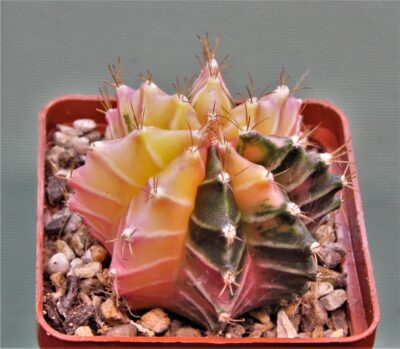gymnocalycium-mihanovichii-f.-variegata-5
