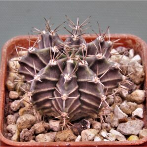 gymnocalycium-mihanovichii-f.-variegata-50