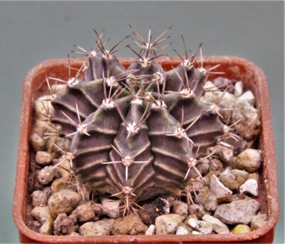 gymnocalycium-mihanovichii-f.-variegata-50