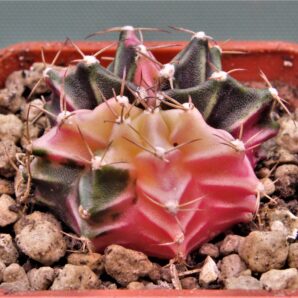 gymnocalycium-mihanovichii-f.-variegata-55