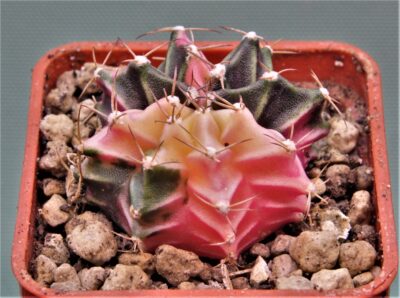 gymnocalycium-mihanovichii-f.-variegata-55