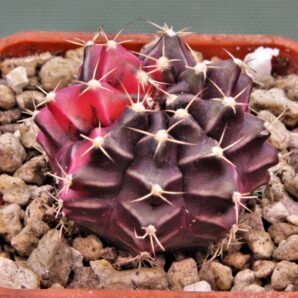 gymnocalycium-mihanovichii-f.-variegata-57