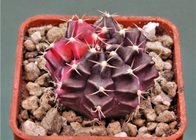 gymnocalycium-mihanovichii-f.-variegata-57
