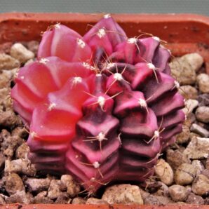 gymnocalycium-mihanovichii-f.-variegata-58