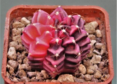 gymnocalycium-mihanovichii-f.-variegata-58
