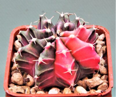 gymnocalycium-mihanovichii-f.-variegata-74