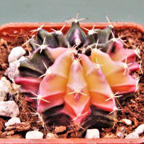 gymnocalycium-mihanovichii-f.-variegata-77-