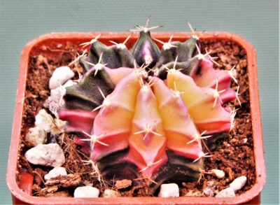 gymnocalycium-mihanovichii-f.-variegata-77-
