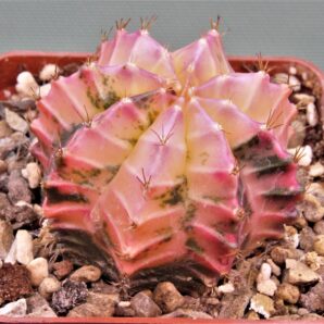 gymnocalycium-mihanovichii-f.-variegata-8