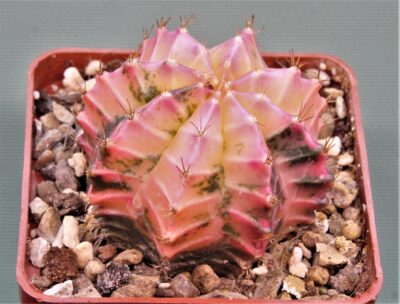 gymnocalycium-mihanovichii-f.-variegata-8