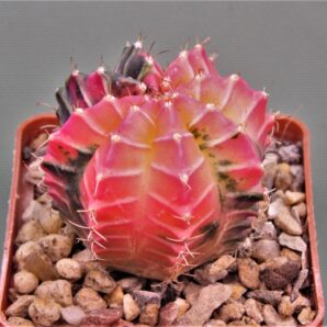 gymnocalycium-mihanovichii-f.-variegata-9