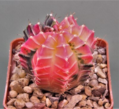 gymnocalycium-mihanovichii-f.-variegata-9