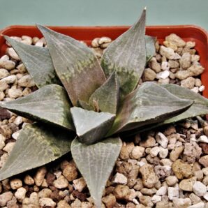 Haworthia badia Stutendouji.