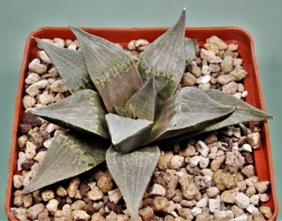 Haworthia badia Stutendouji.