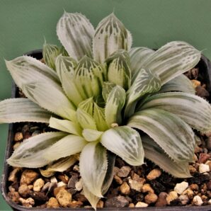 haworthia-cooperi-variegata-1
