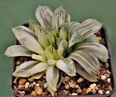 haworthia-cooperi-variegata-1