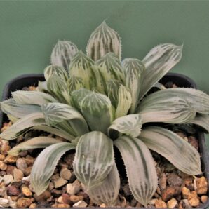 haworthia-cooperi-variegata-2