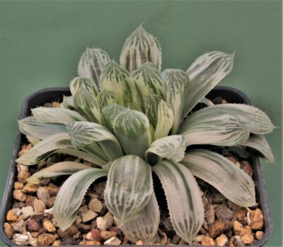 haworthia-cooperi-variegata-2