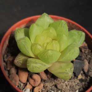 Haworthia cooperi