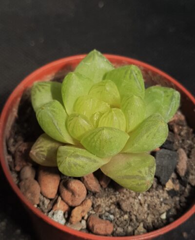 Haworthia cooperi