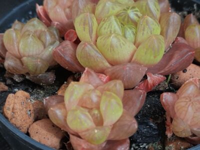 Haworthia cooperi - Зображення 2