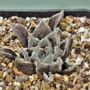 haworthia-hakugin-emaki-1