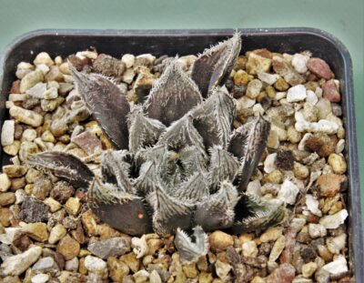 haworthia-hakugin-emaki-1