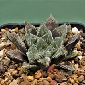 haworthia-hakugin-emaki-18