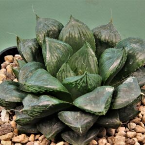 Haworthia obtusa Suisho