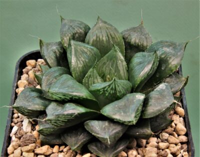 Haworthia obtusa Suisho