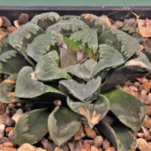 haworthia-mutica-white-widow.