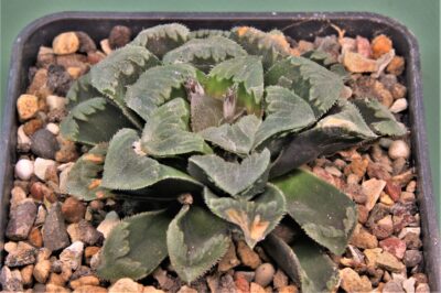 haworthia-mutica-white-widow.