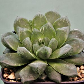 haworthia-obtusa-varitgata-komomo-1