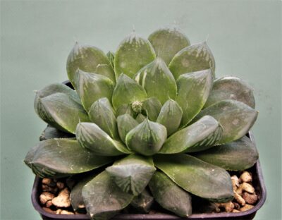 haworthia-obtusa-varitgata-komomo-1