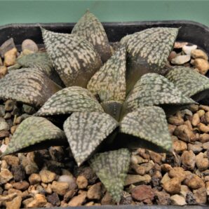 haworthia-picta-2-13