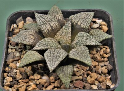 haworthia-picta-2-13