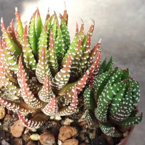 Haworthia reinwardtii peddiensis
