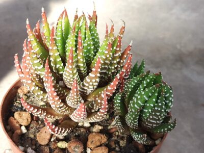 Haworthia reinwardtii peddiensis