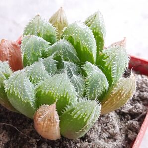 Haworthia сложный гибрид