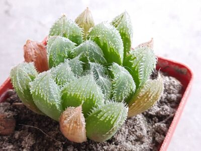 Haworthia сложный гибрид