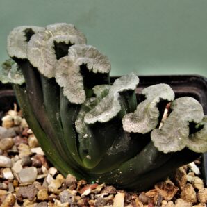 haworthia-truncata-hiroshige-11