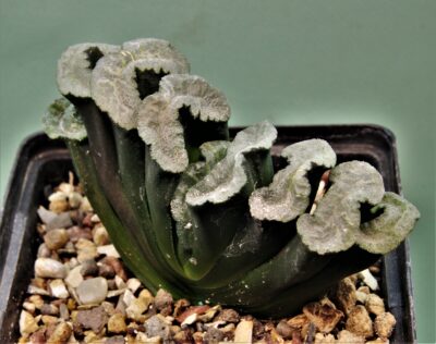 haworthia-truncata-hiroshige-11