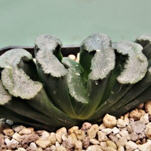 haworthia-truncata-hiroshige-8