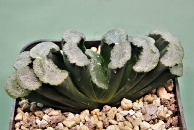 haworthia-truncata-hiroshige-8