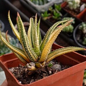 Haworthia Attenuata Variegata