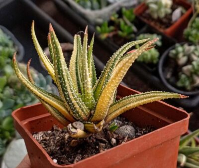Haworthia Attenuata Variegata