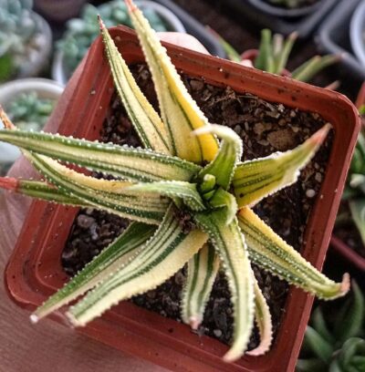 Haworthia Attenuata Variegata - Зображення 2